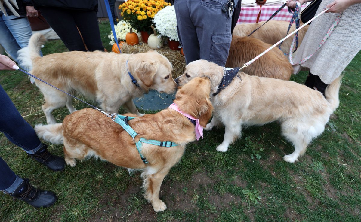 clevelanddotcom's tweet photo. Alllllllll the good goldens! A “Golden Retriever Meetup” was held Sunday at Quarry Hill Orchards, featuring all kinds of golden furry friends. More: https://t.co/wJQGXZ4Vf5 Photos: Joshua Gunter, https://t.co/a4YA4W2Cro https://t.co/1AYXhPhaRy