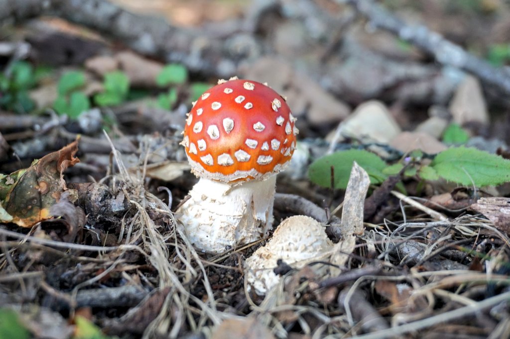 ベニテングタケ