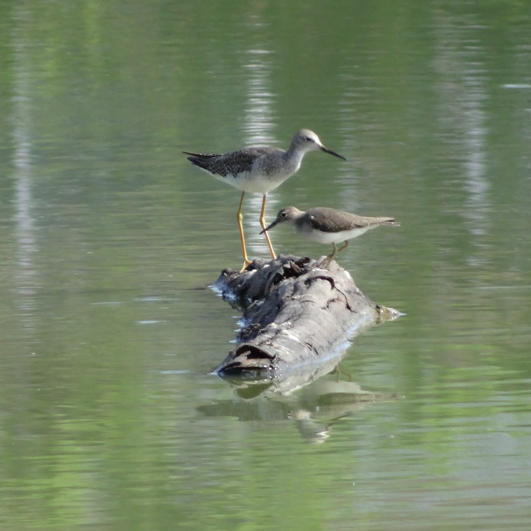Nosotros celebramos junto a <a href="/Akehe_Venezuela/">Akehe 🌿</a> el #GBD viendo muchas aves en nuestras lagunas...y aprovechando también celebrar el día de las #avesmigratorias.
Gracias a <a href="/IDEAWILD/">IDEA WILD</a> por los equipos.
¿Y ustedes? 

👉 facebook.com/share/p/CcaDH5…