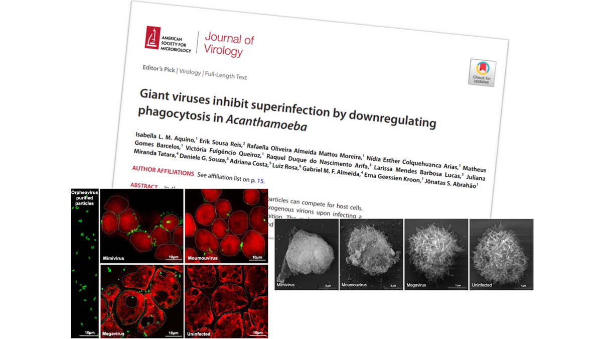 Reis_EVS's tweet photo. I contributed to exceptional work by the Jonatas Abrahão group alongside other collaborators. Work was selected as an Editor's Pick in the Journal of Virology.
Check it out! Featuring classical virology detailing superinfection inhibition triggered by giant viruses.
#LoveVirology https://t.co/Nknv3aOlG0