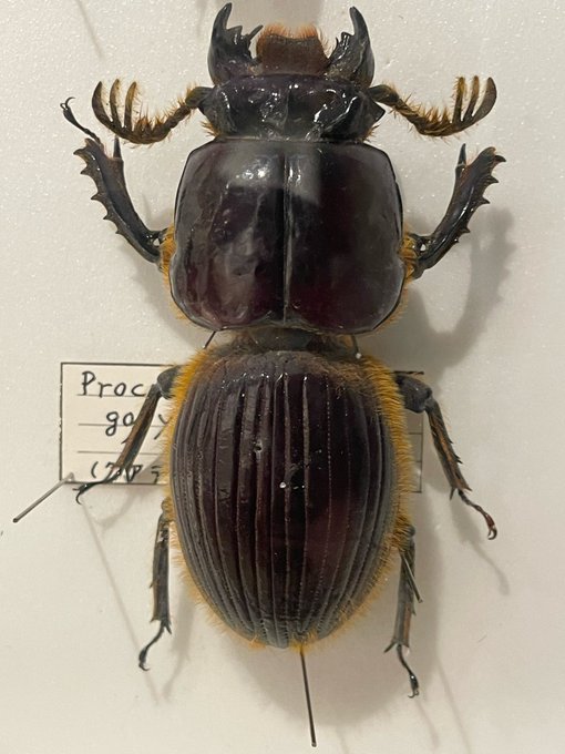 ひがし大雪自然館の昆虫標本展示で一番印象的だったのがゴーリーオバケクロツヤムシ。このクロツヤムシのフォーマット・スタイルでこの寸法はタマランよね。展示の分類にはナガクワガタって書かれてたが…古い分類なのかな? 