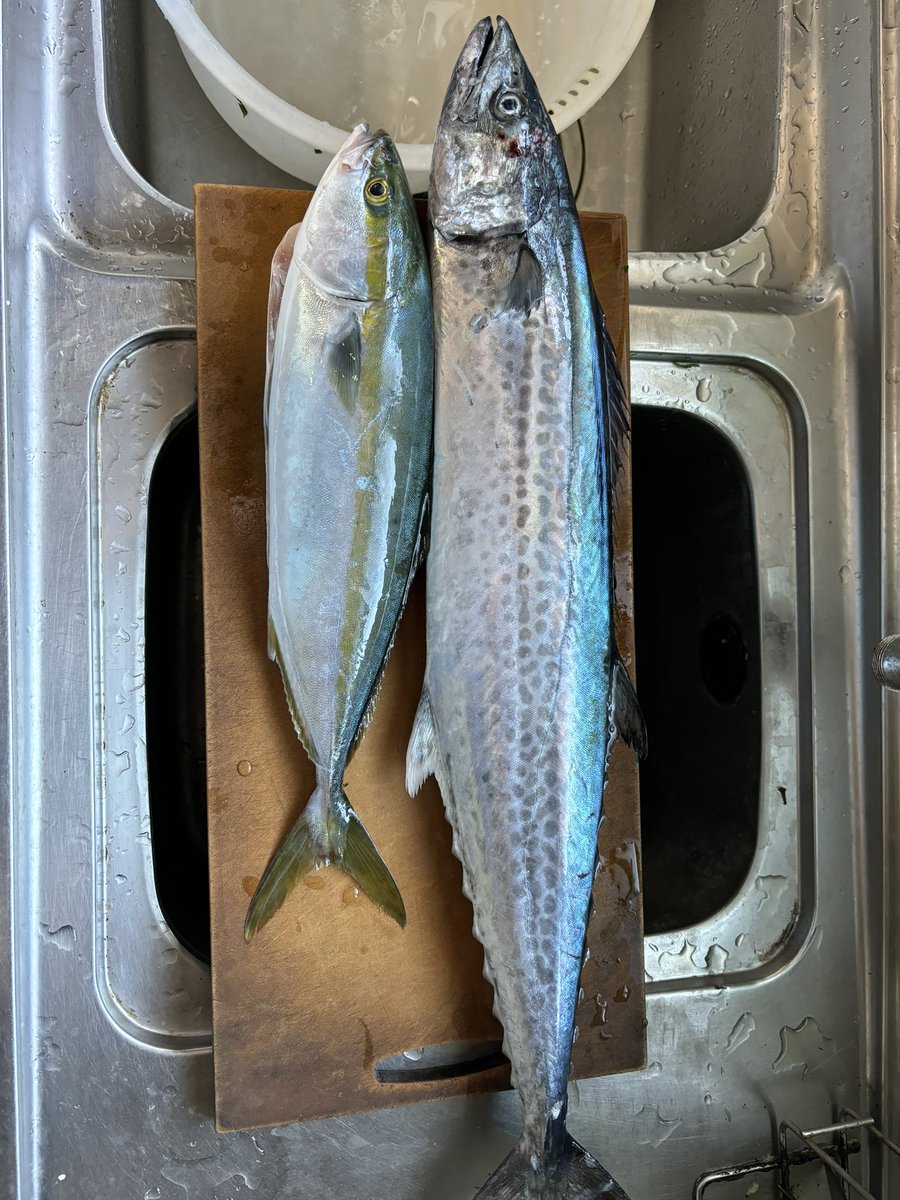 turi_crew's tweet photo. 久しぶりに自分で操船🎣
サワラ取れてよかった！

#鳴門ジギング https://t.co/bxIP317ojB