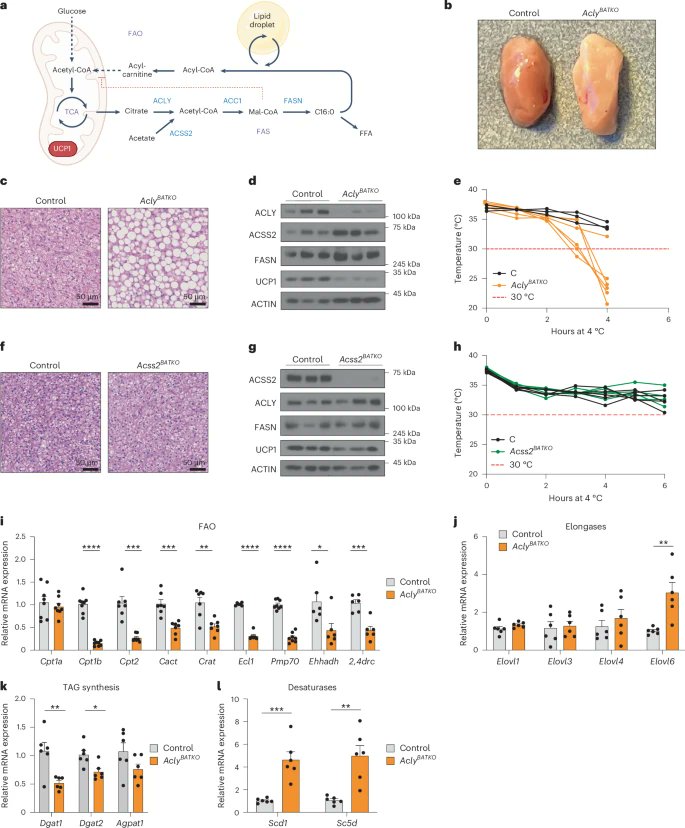 Congrats Kate Korobkina et al for our  <a href="/NatMetabolism/">Nature Metabolism</a> paper online now showing that in brown fat—a thermogenic tissue famous for generating vast amounts of acetyl-CoA in mitochondria—cytosolic acetyl-CoA synthesis also matters…ALOT. Find out why here: rdcu.be/dWUqM
