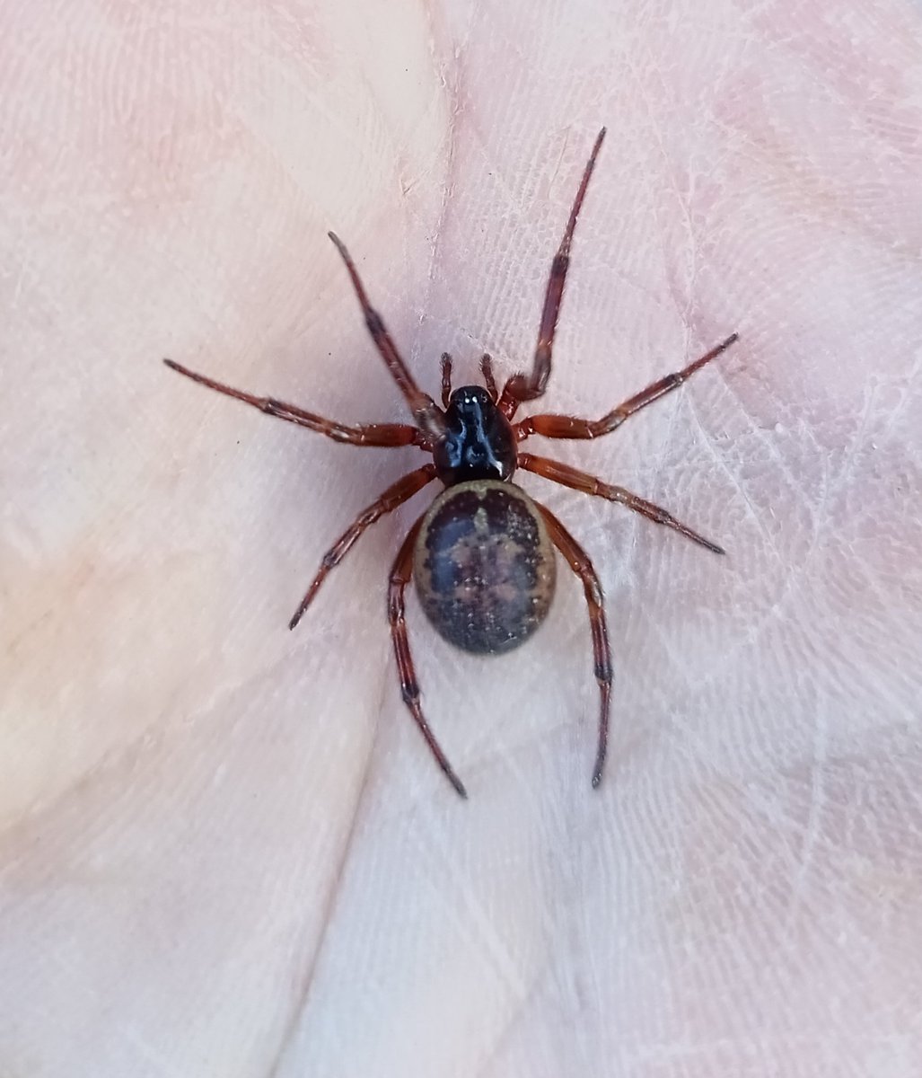 andyhood75's tweet image. Just found/seen my first ever 
Steatoda nobilis in the garage. Here at Flamborough Unfortunately she was dying ... 🥹 @BritishSpiders . Probably the first record for Flamborough??