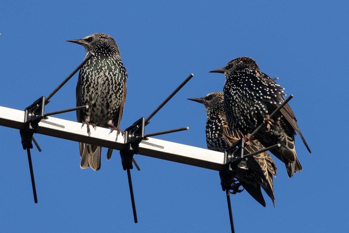 leescott26's tweet photo. A few recent photos from the garden and local walks #starling #bufftailedbumblebee #gardenspider #dunnock @Natures_Voice @RSPBbirders @WorcsWT @Britnatureguide @BBCSpringwatch https://t.co/44H2Wqw3vf