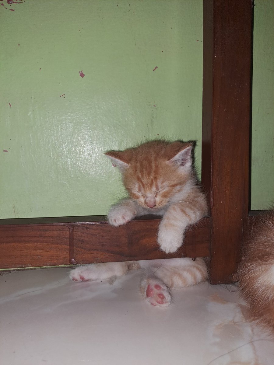 annisyase's tweet photo. dia lucu clingy parah guyss, nduttt bgtt. aku sayang bgt sm dia 😭😭 tapi sebentar lagi aku harus ke luar kota &amp; org rumahku ga ada yg sayang dia 💔 https://t.co/t0u42tXqIV