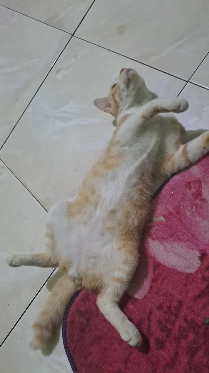 annisyase's tweet photo. dia lucu clingy parah guyss, nduttt bgtt. aku sayang bgt sm dia 😭😭 tapi sebentar lagi aku harus ke luar kota &amp; org rumahku ga ada yg sayang dia 💔 https://t.co/t0u42tXqIV