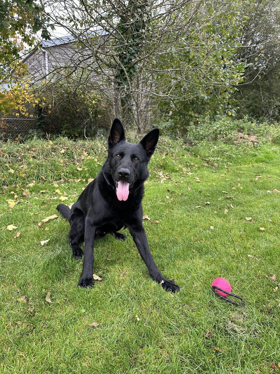 T/PD Lando tweet media