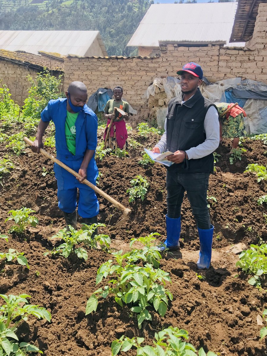 Leki217's tweet photo. Farming is the way of life.
Accepted and passed to
@MugishaElie_
and
@GagaUwera
in duty. https://t.co/TfpxNvZbsS