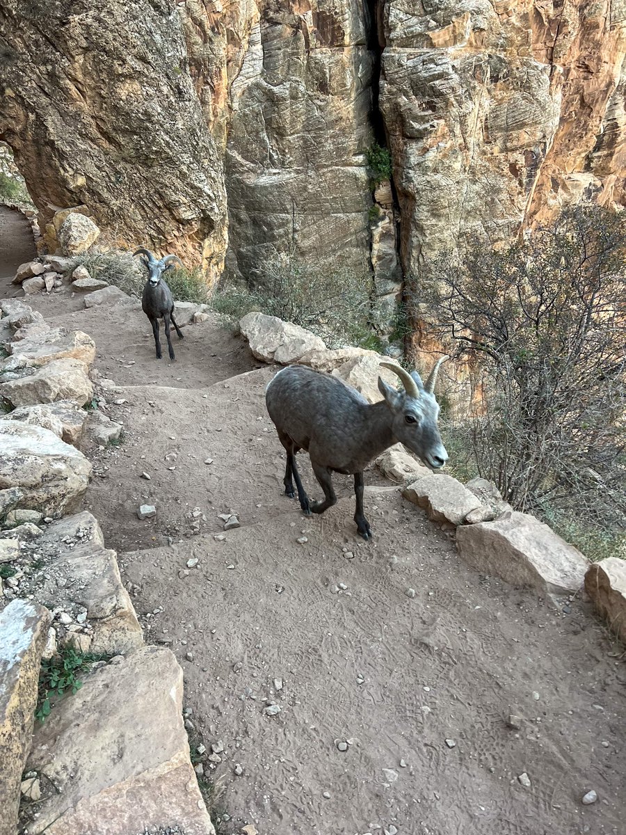 SiebertMyra's tweet photo. 16 hours, 24+ miles, 6400 foot assent-Grand Canyon Rim2Rim hike-✔️. The most physically challenging thing I have ever done. The soreness in my calves will fade but the sense of accomplishment &amp; memories will last a lifetime. #Rim2Rim #TheSiebertsAreHappyHikers #TheOnlyWayOutIsUp https://t.co/lUSF9C2thl