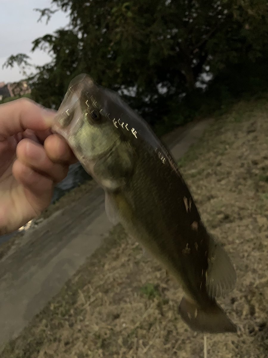 仕事帰りに一時間だけ中川。
スモール狙ってドリフトしてたけど、反応無し。
帰り際に手前側をショートキャストで怪しいトコ狙って探ってたら運良く居てくれたみたい。
やった〜。