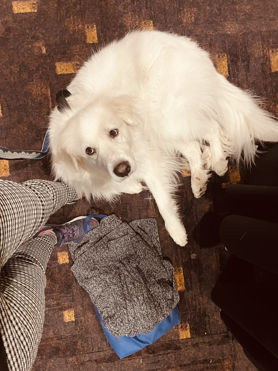 AbortionChat's tweet image. Not gonna lie - I thank God every day for this magical creature 

#ServiceDogs