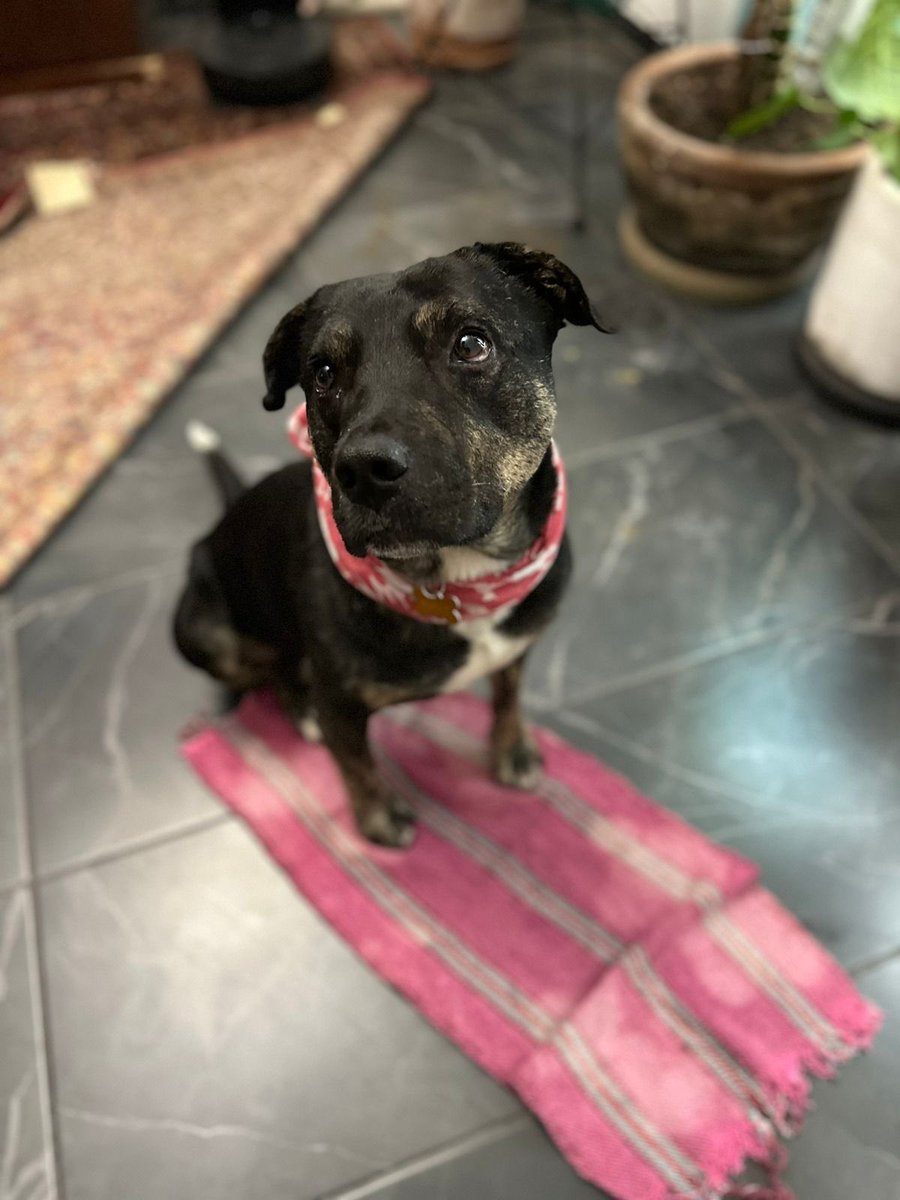 shruthinr's tweet photo. Si estás pensando en adoptar, ojalá puedas considerar a lxs que no suelen voltear a ver. 🩷

Carpintero es una GRAN opción para alguien tranquilx. Está en la Ciudad de México.

Para saber más contacta al WhatsApp +52 55 5198 4411 https://t.co/IzG7VNZmSm