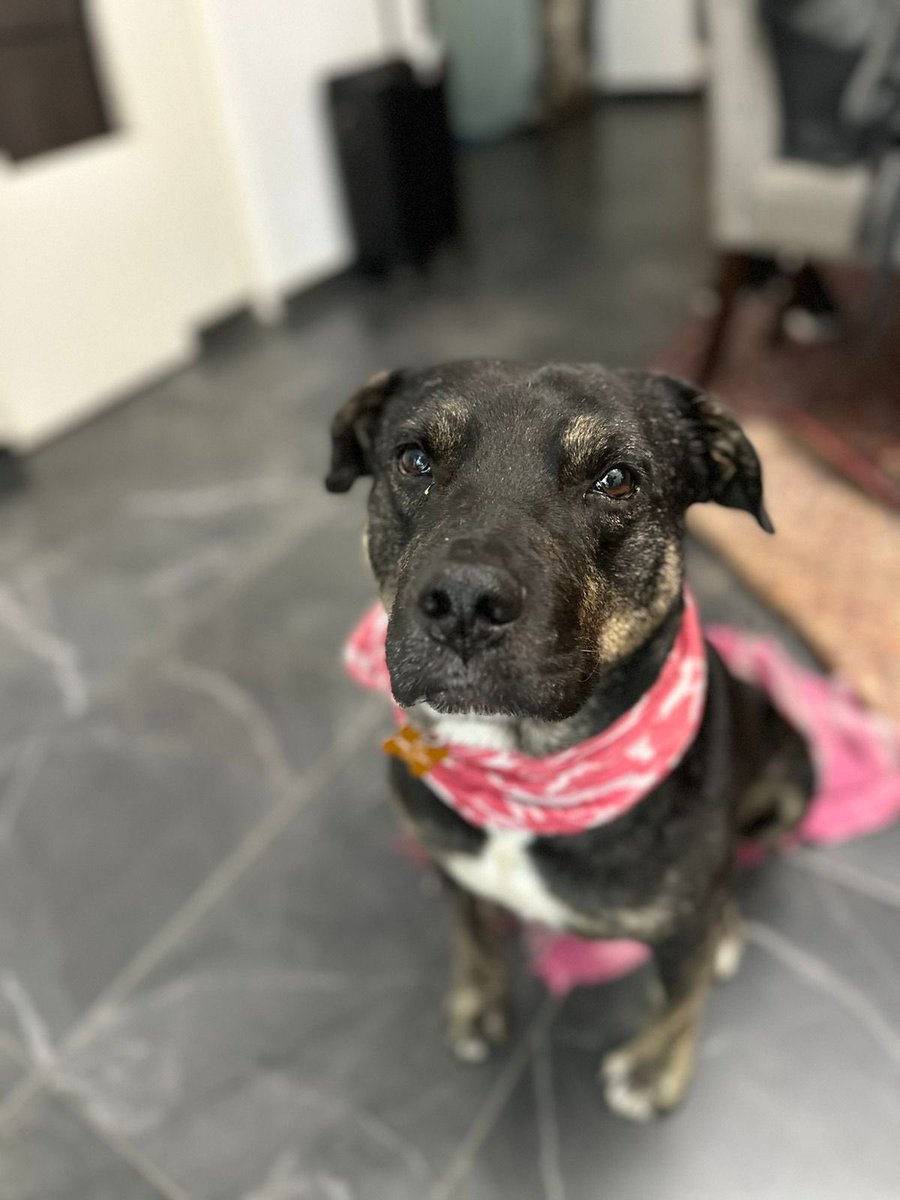 shruthinr's tweet photo. Si estás pensando en adoptar, ojalá puedas considerar a lxs que no suelen voltear a ver. 🩷

Carpintero es una GRAN opción para alguien tranquilx. Está en la Ciudad de México.

Para saber más contacta al WhatsApp +52 55 5198 4411 https://t.co/IzG7VNZmSm