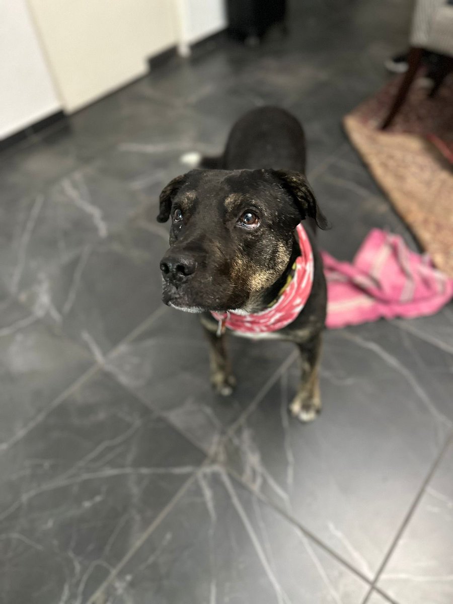 shruthinr's tweet photo. Si estás pensando en adoptar, ojalá puedas considerar a lxs que no suelen voltear a ver. 🩷

Carpintero es una GRAN opción para alguien tranquilx. Está en la Ciudad de México.

Para saber más contacta al WhatsApp +52 55 5198 4411 https://t.co/IzG7VNZmSm