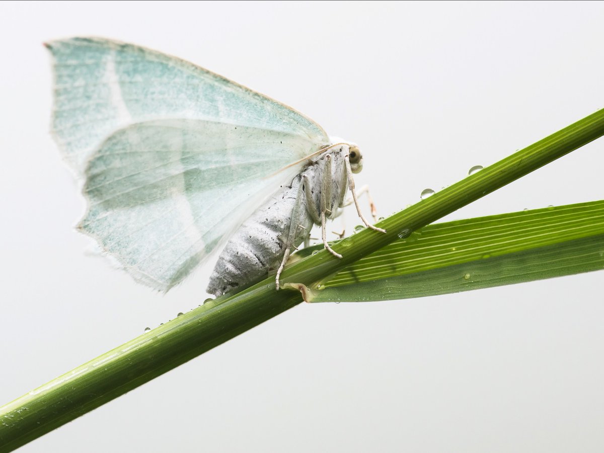savebutterflies's tweet photo. Look out for the delicate Light Emerald (Campaea margaritata) this October, found in woodland areas, parks and gardens across most of the UK 👀 

Create a #WildSpace for this magnificent moth 👉 https://t.co/Dxls2buhhn

📷: Rob Blanken, David Green

#MothMonday #MothsMatter https://t.co/Rw1k4SIUOr