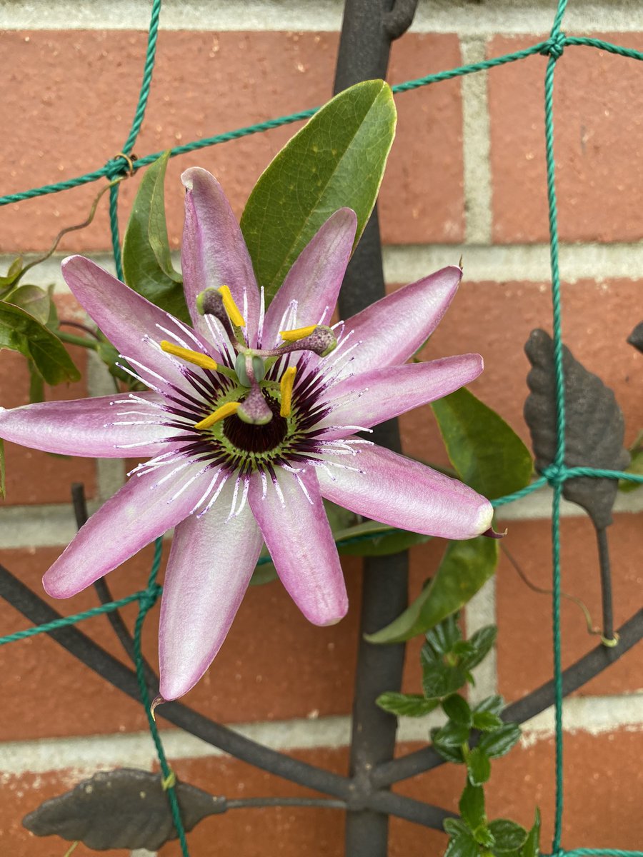 SpanielsSuper's tweet photo. Yesterday mum spotted these in the garden
Finally the Passiflora have flowered
#AboutTimeToo
But this morning we woke up to a very heavy frost, the first of the winter, letโs hope itโs not an indication of things to come? https://t.co/xqzoVZyOkG