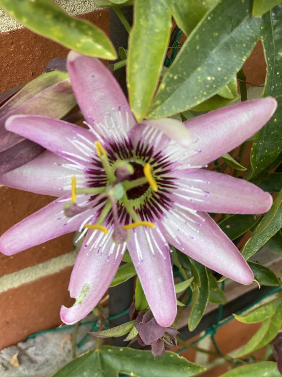 SpanielsSuper's tweet photo. Yesterday mum spotted these in the garden
Finally the Passiflora have flowered
#AboutTimeToo
But this morning we woke up to a very heavy frost, the first of the winter, letโs hope itโs not an indication of things to come? https://t.co/xqzoVZyOkG