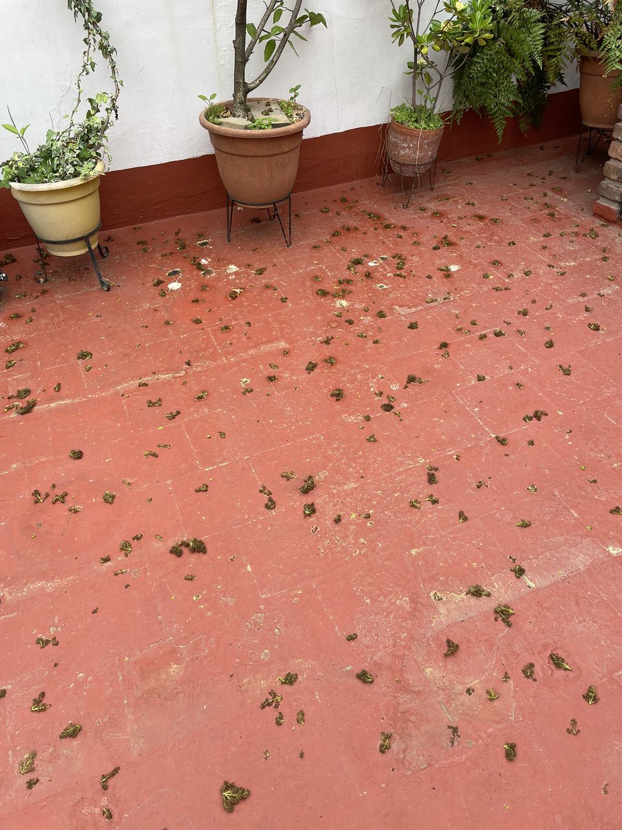 CVALEIRO's tweet photo. @jorgemacri así tengo mi terraza a diario porque no me quieren podar el árbol de centenera 1100. Quien paga por esto? https://t.co/gWfJSZyX7r