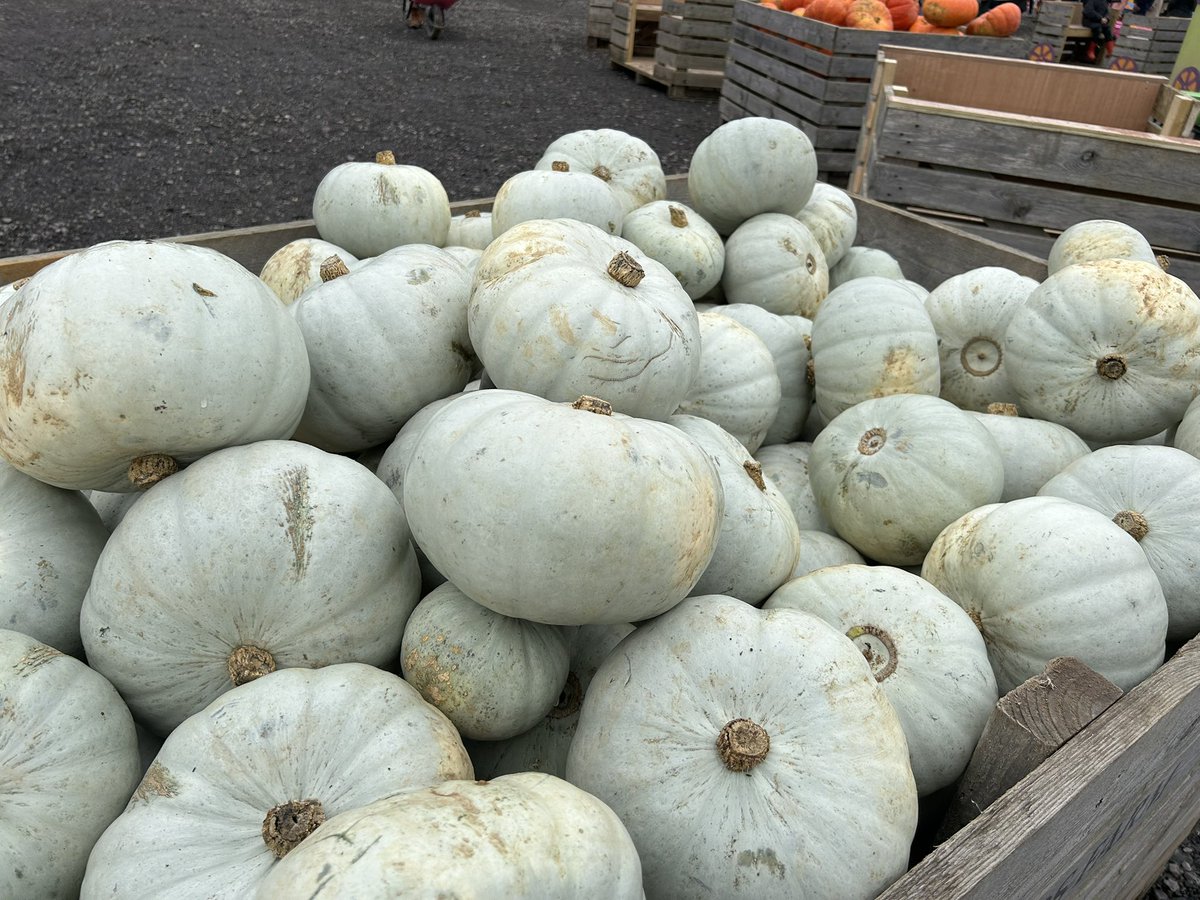 Captain_Shivers's tweet photo. Pumpkin picking! 🎃 https://t.co/W03k1xf5IY