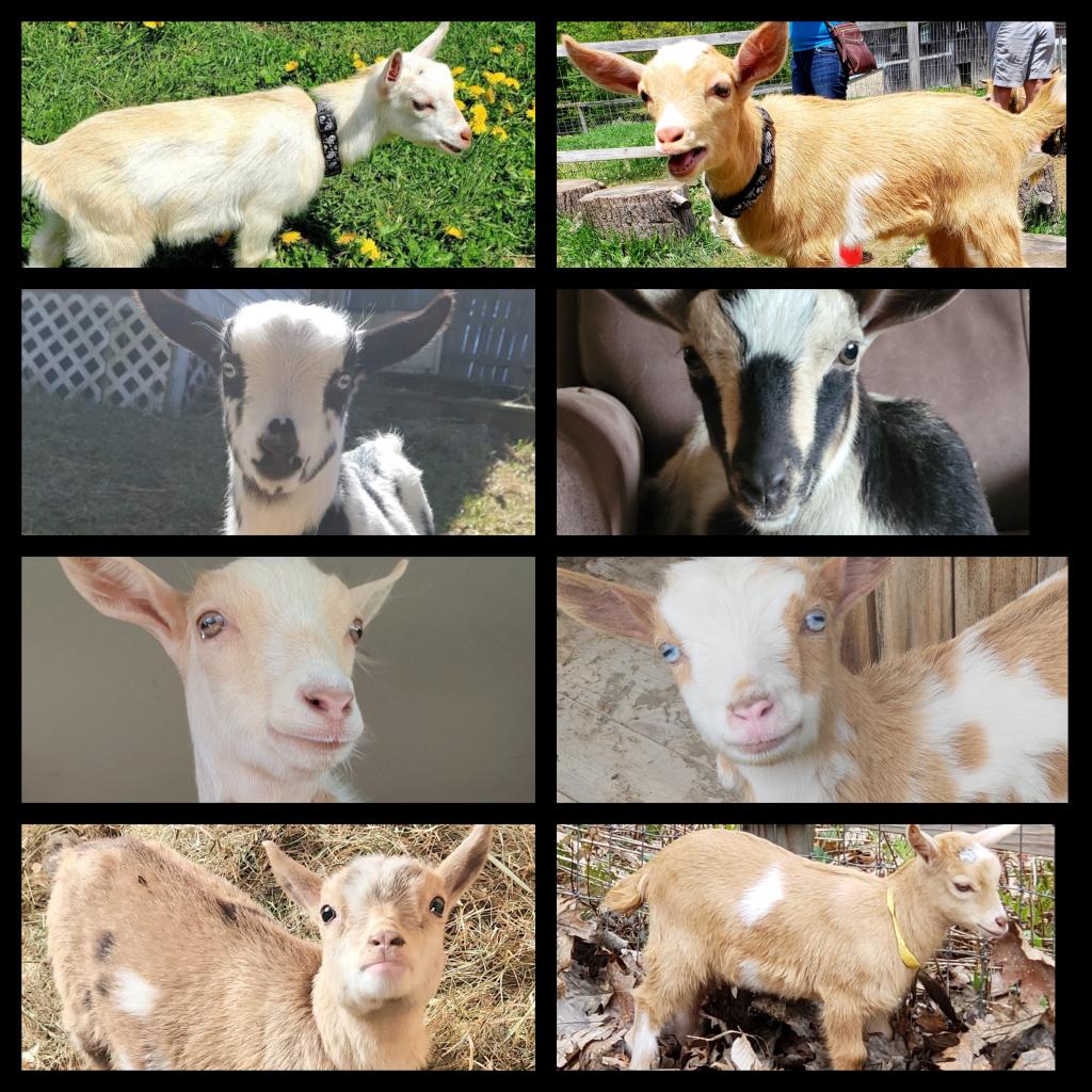 🐐Winston🌈Thatcher🌈Domino, Walnut, Jasper🐐 tweet media
