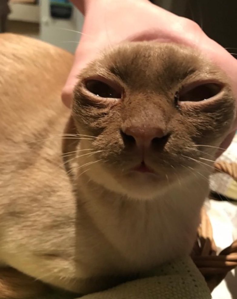 Cats with their heads held back tweet media