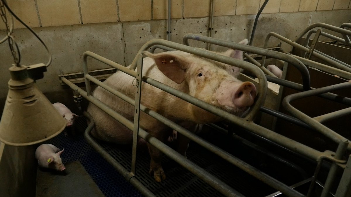 Vandaag is het #Wereldactiedag_tegen_kooien. Zorg jij ervoor dat alle kooien uit de veehouderij verdwijnen en alle dieren weer echt dier kunnen zijn? Stuur dan nu een email naar de Europese Commissie en vraag hen nu actie te ondernemen. #WorldCagefreeDay actie.ciwf.nl/page/158531/ac…