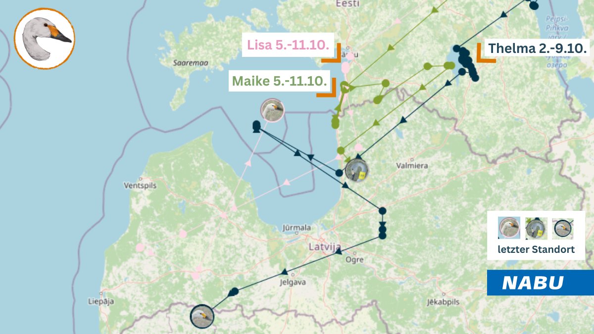 Update: Now it's 13 tagged #Bewick’s back and transmitting! Most are in the Baltics except one (Gloria in 🇫🇮). 3 of ours are also back (they were there last week but didn't send data yet).  If you spot them, please follow the instructions on our website:  zwergschwan.de/meldung-von-si…