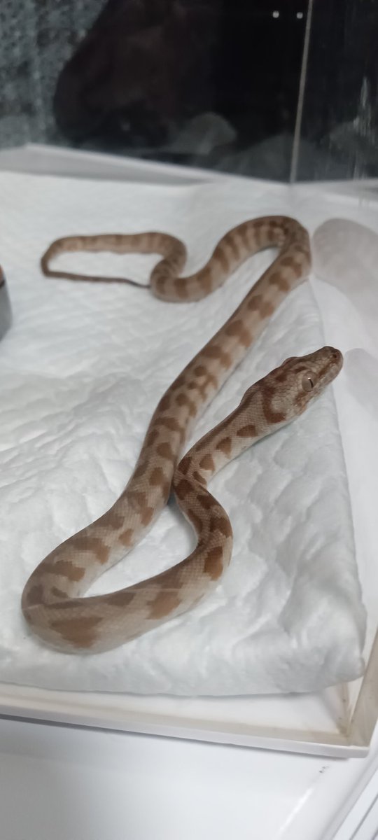 martial_snake's tweet photo. 絨毯屋さんから頂いた子たち（ハイボジャガーhet アザンとゼブラhetアザン）がやっと自宅に！　
とりあえず簡易なセッティングで一日経過。
明日か明後日初給餌の予定
これからが楽しみ♪

#カーペットパイソン　#ハイポジャガー　#ゼブラ　#爬虫類 https://t.co/1hm36ul5bn