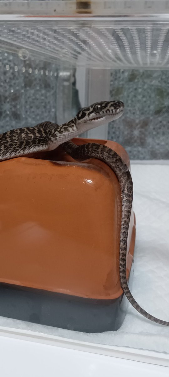 martial_snake's tweet photo. 絨毯屋さんから頂いた子たち（ハイボジャガーhet アザンとゼブラhetアザン）がやっと自宅に！　
とりあえず簡易なセッティングで一日経過。
明日か明後日初給餌の予定
これからが楽しみ♪

#カーペットパイソン　#ハイポジャガー　#ゼブラ　#爬虫類 https://t.co/1hm36ul5bn