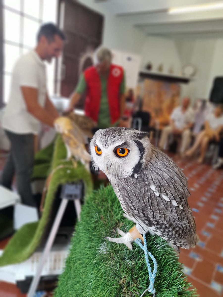 IFRC_Europe's tweet photo. A unique therapy with birds of prey, thanks to the Spanish Red Cross and #EU4Health! 

Ukrainians who’ve fled their homes get a chance to connect, heal, and find peace - just like these majestic birds, symbolizing freedom and new beginnings. https://t.co/yOkZnmHyFA