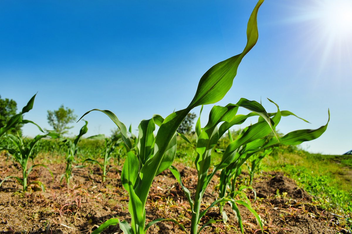 GoAgroecology's tweet photo. 📊 Closing the yield gap between #organic and conventional #farming is the main challenge of the @OrganicYieldsUp project.

🎯 We will gather and evaluat existing knowledge on this topic, improving networking between key actors in the supply chain.

👉https://t.co/zTmkej4h72 https://t.co/48ERu5u4H6