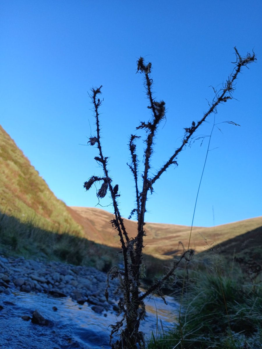 Daveinkelton's tweet photo. Just grabbed this one if a thistle silhouetted against a clear sky and burn! https://t.co/M3ujHKZTdI
