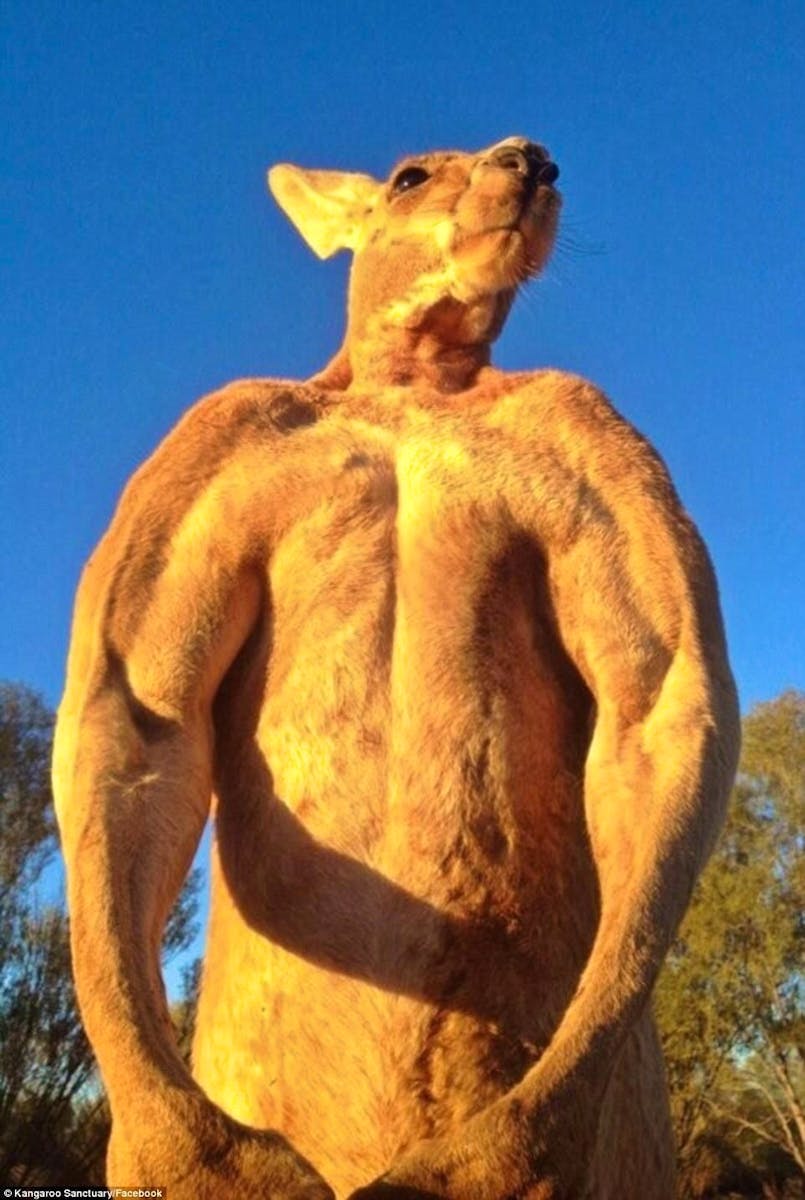 RogerCoinOnSol's tweet image. Roger was rescued as a joey by Chris Barns after Roger's mother was killed by a car. Barns started the Kangaroo Sanctuary in Alice Springs to house and protect Roger and other roos. He stated that "Roger was the sanctuary's alpha male for many years". 
Roger first came to fame in…