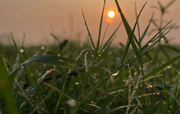 হোসেনপুরে প্রকৃতিতে শীতের আগমনী বার্তা