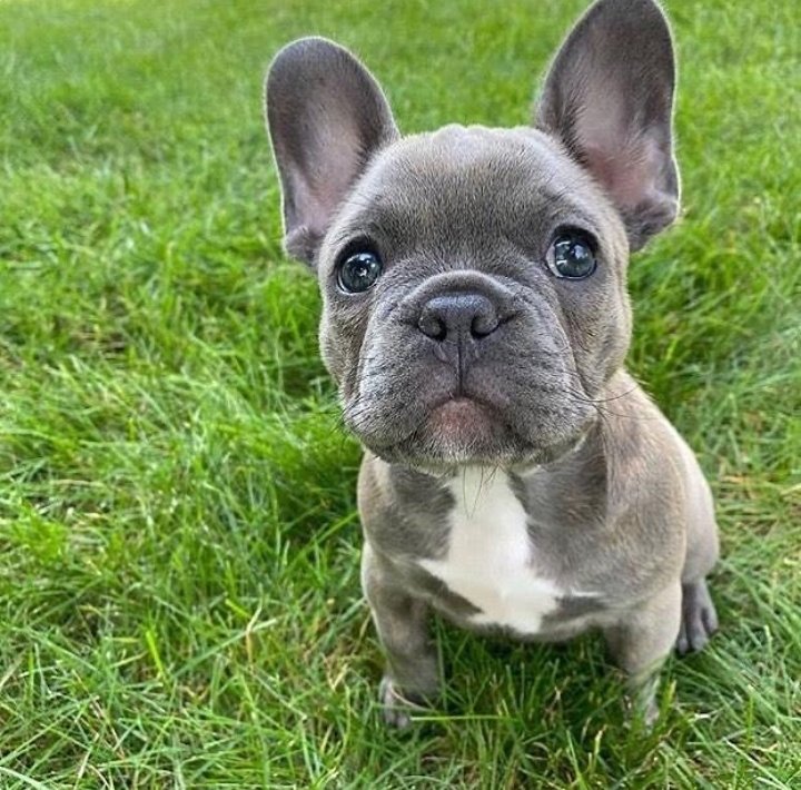 Frenchie bulldog tweet media