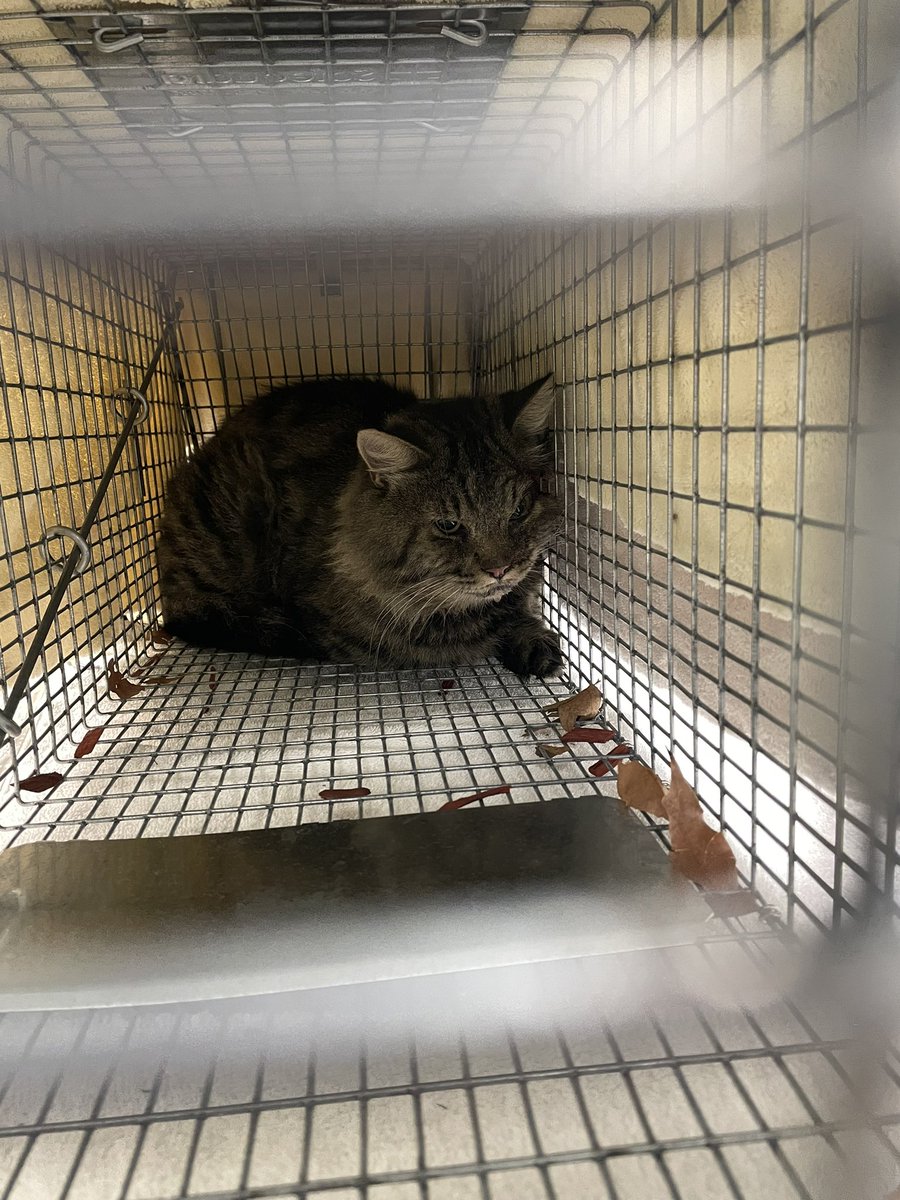 Friends of Bear Cat Rescue tweet media