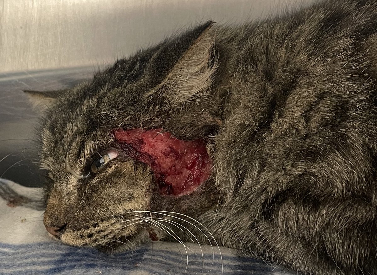 Friends of Bear Cat Rescue tweet media