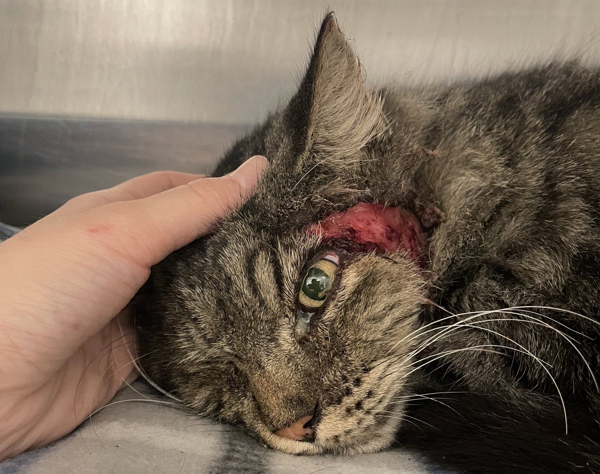 Friends of Bear Cat Rescue tweet media