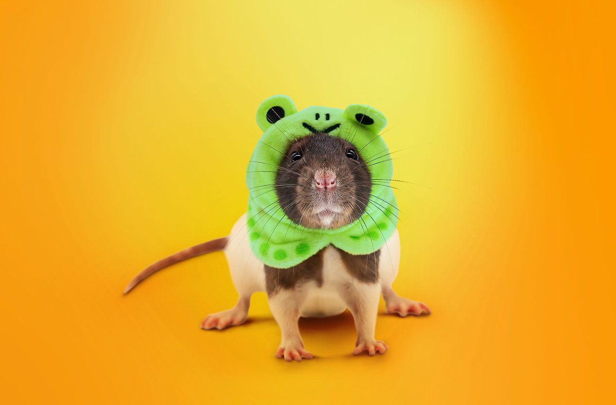 Kaspersky_DACH's tweet image. #RAT🐀: Unsere Experten haben einen neuen #Trojaner entdeckt, der bei der Auswahl seiner Opfer sehr wählerisch ist: kas.pr/o2af #SambaSpay #Kaspersky
