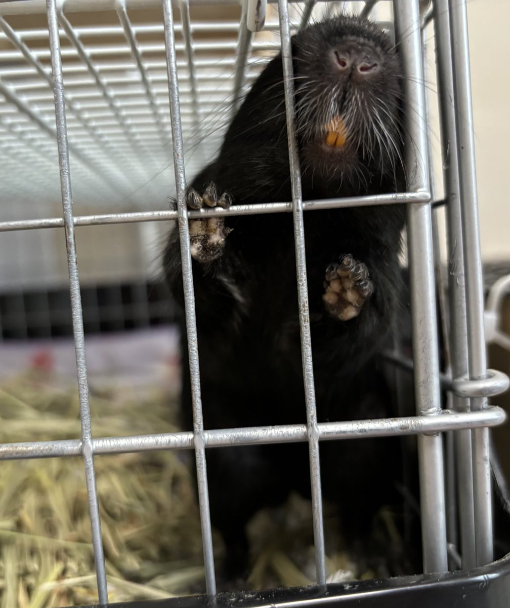 H7ckyhappy's tweet image. ( ˊ̱˂˃ˋ̱ )🐾
#デグー
#むぎちょこ