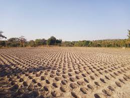 obertjiri's tweet photo. Pfumvudza is more than just a survival program; it is a lifeline for everyone, everywhere. It ensures food security every day, in every corner of the nation. #FoodSecurity Everywhere, Everyday https://t.co/ygD5vhVYq0