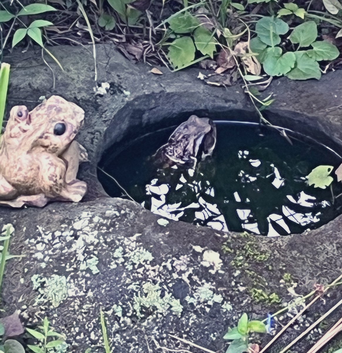 frog_laci_toad's tweet photo. 暑かったのかな？珍しく🐸さんが水浴びしていました☺️ https://t.co/M9gsSyvqcq