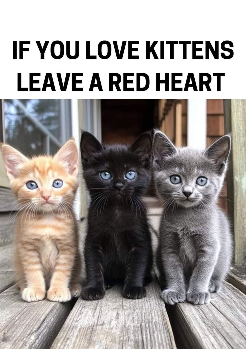 thehappycat_'s tweet photo. If you love kittens , Leave a red heart ❤ https://t.co/kAVjf40QFV