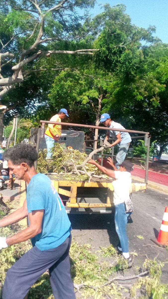 🚧 Paseo Orinoco 🚧 
✓ Recolección de ramas y troncos 
Ya despejado el paso vehicular y peatonal, dejando en obra limpia espacios para el disfrute de nuestro pueblo 
#GestiónSergioHernández 
<a href="/NicolasMaduro/">Nicolás Maduro</a> 
<a href="/amarcanopsuv/">Ángel Marcano</a> 
<a href="/CBoComandoSH/">Sergio Hernández</a> 
<a href="/comandosergioh/">Sergio Hernandez</a> 
<a href="/CBO_Alcaldia/">Alcaldía Angostura del Orinoco</a>