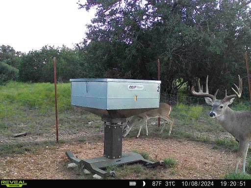 What should we name him? Nice deer off our Texas ranch. Still got some spots open if you wanna join!