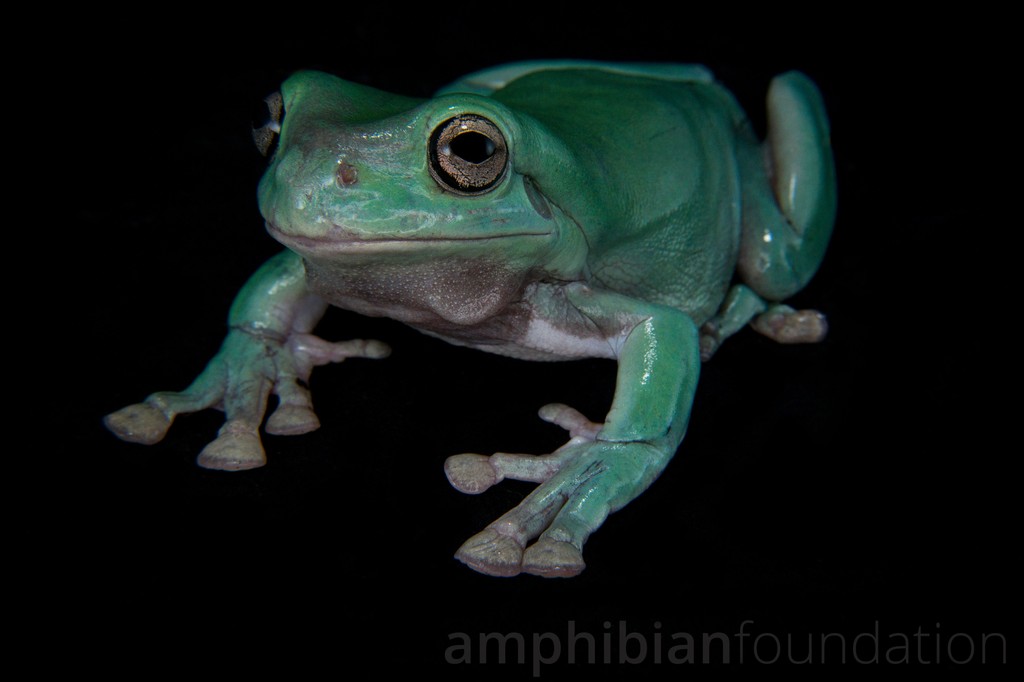 amphibianfound's tweet photo. Feeling grumpy? Have some Dumpy!
White's Tree Frogs (Litoria caerulea) are sometimes colloquially known as Dumpy Tree Frogs thanks to their often-voluptuous #AmphibiousAF assets!
#WhitesTreeFrog #Litoriacaerulea #Litoria #DumpyTreeFrog #Frog #Frogs #TreeFrog #Ranoidea https://t.co/Z6KtYKLcl9