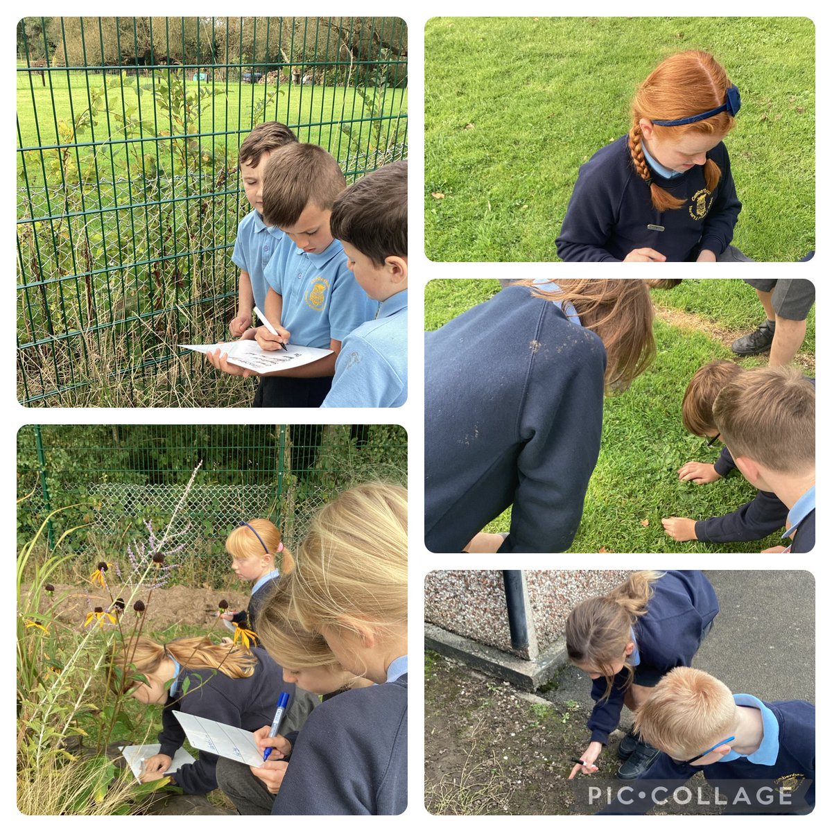 Year 4 scientists have been searching for flowering and non- flowering plants today. We were surprised by how many we found in our school grounds
