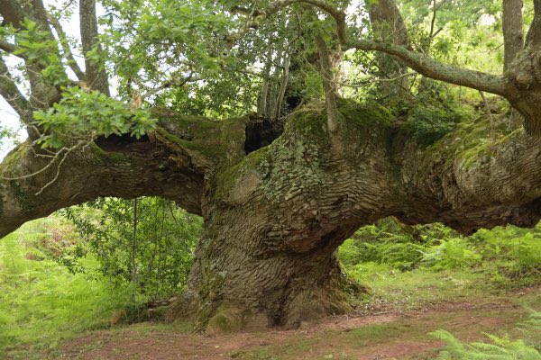 Oak with no name - Comunidad Foral de Navarra, Spain

Photo: Willi Bremen
