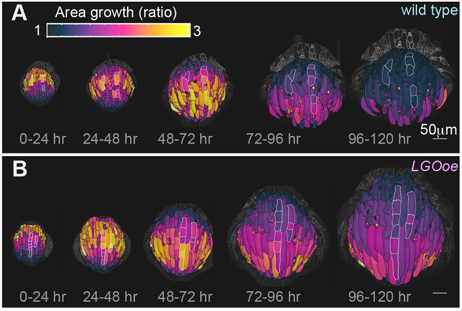 Development (@dev_journal) on Twitter photo How is robustness maintained during sepal development?
Read this Research Highlight showcasing work from <a href="/BurdaIsabella/">Isabella Burda</a>, Fridtjof Brauns, Frances Clark, Chun-Biu Li & Adrienne Roeder @Roederlab (<a href="/CornellCALS/">Cornell CALS</a> <a href="/weillinstitute/">Weill Institute for Cell & Molecular Biology</a>):
journals.biologists.com/dev/article/15… How is robustness maintained during sepal development?
Read this Research Highlight showcasing work from <a href="/BurdaIsabella/">Isabella Burda</a>, Fridtjof Brauns, Frances Clark, Chun-Biu Li & Adrienne Roeder @Roederlab (<a href="/CornellCALS/">Cornell CALS</a> <a href="/weillinstitute/">Weill Institute for Cell & Molecular Biology</a>):
journals.biologists.com/dev/article/15…